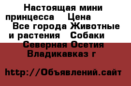 Настоящая мини принцесса  › Цена ­ 25 000 - Все города Животные и растения » Собаки   . Северная Осетия,Владикавказ г.